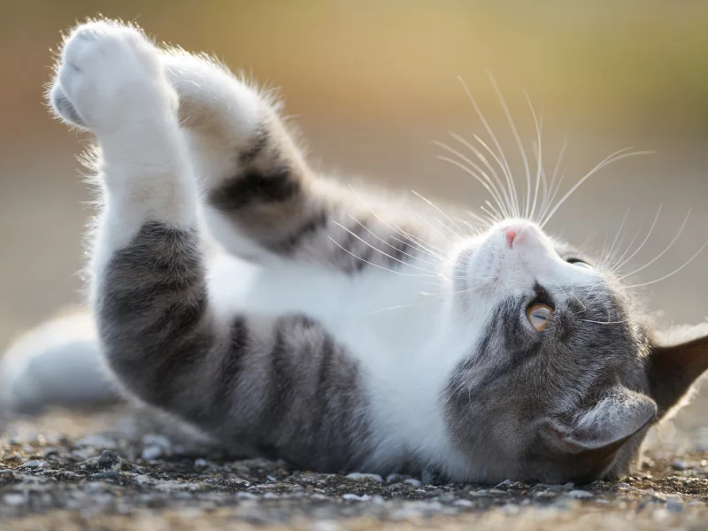 кот, кошка