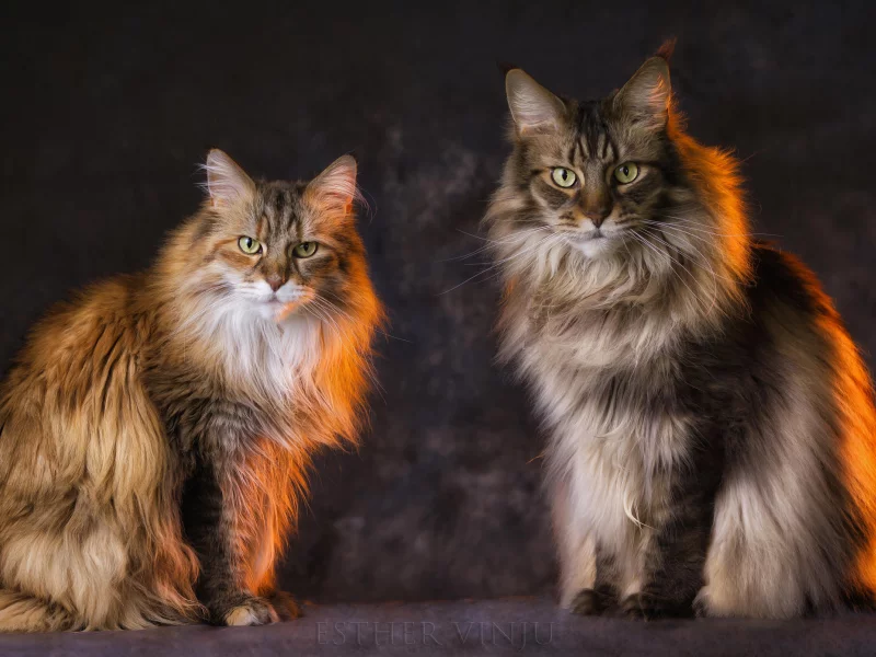 кот, кошка