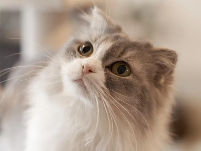кот, кошка