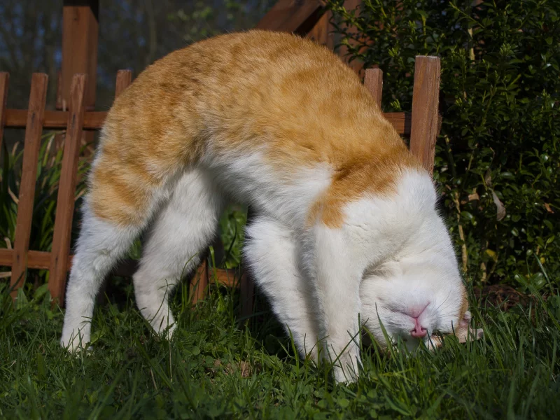 кот, кошка