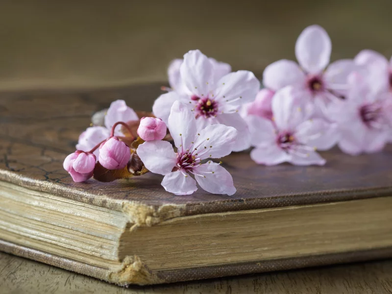 вишня, стиль, книга, цветки, ветка вишни