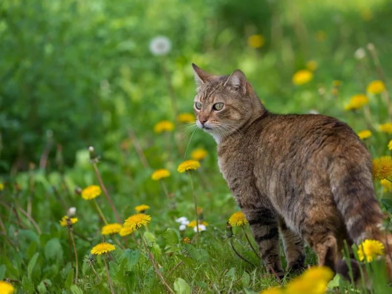 кошка, кот, цветы, весна, одуванчики