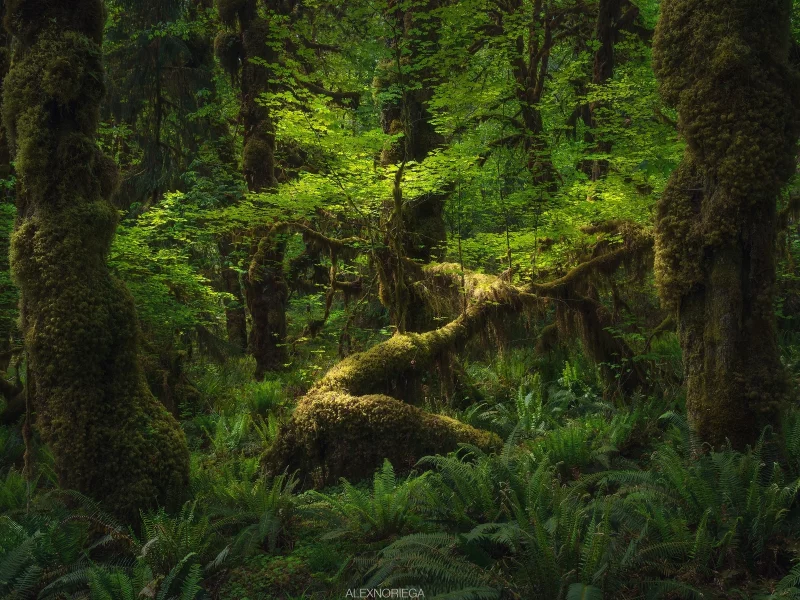 природа, красота
