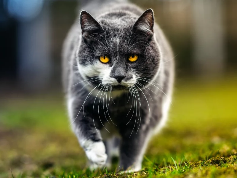 кошка, трава, глаза, кот, усы, взгляд, морда, природа, серый, фон, портрет, весна, гуляет, желтоглазый