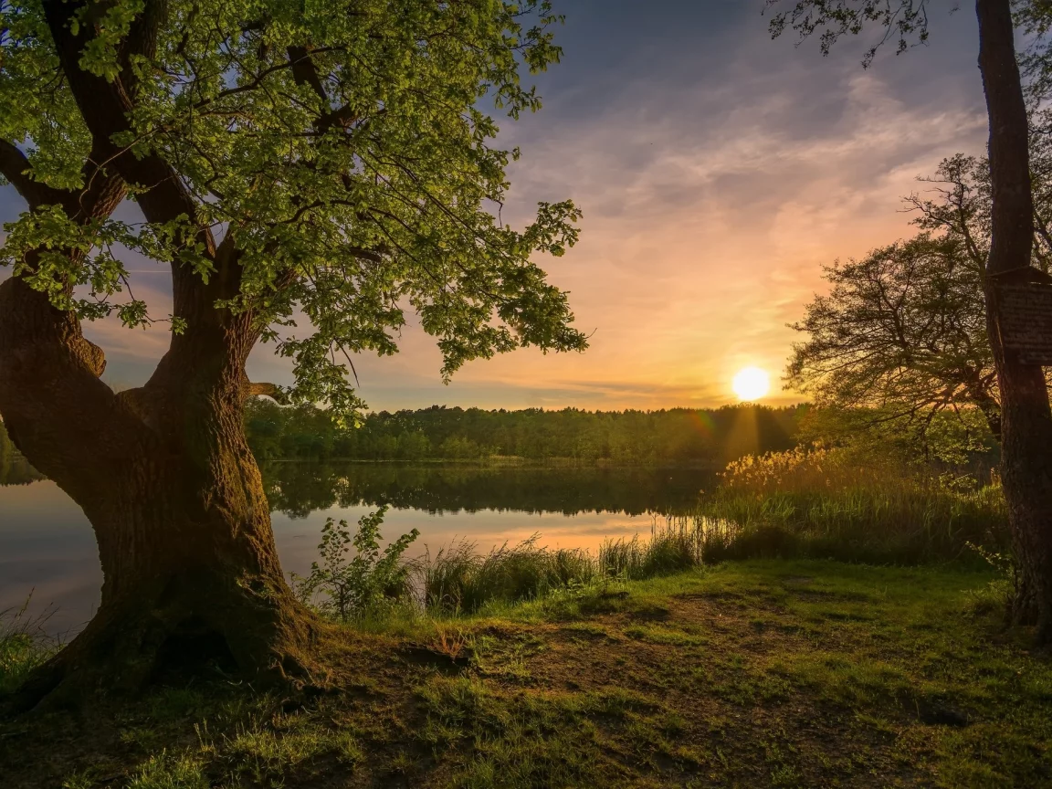 закат, дерево