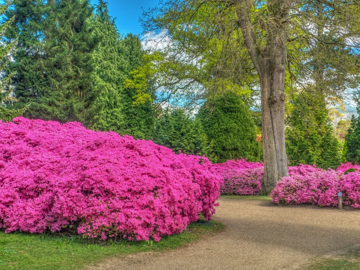 англия, деревья, дорога, парк, цветы, park