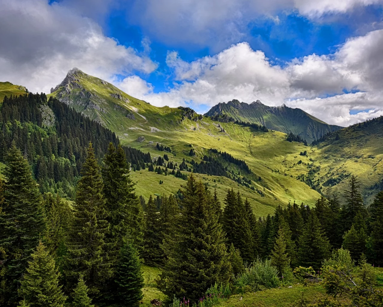 леса, долина, облака, деревья