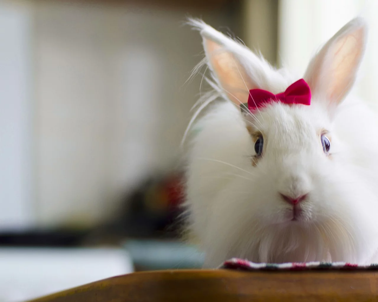 кролик, белый, rabbit, милый, bunny, красивая, пушистый, заец, бантик, fluffy