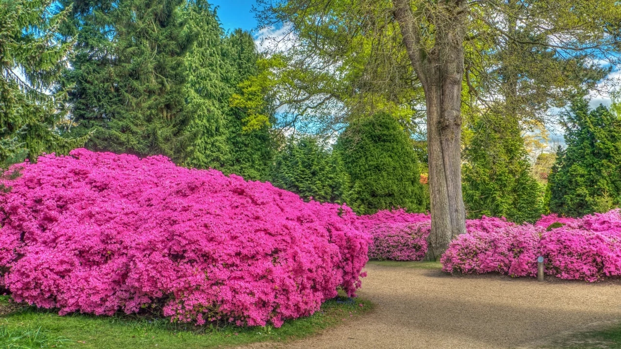англия, деревья, дорога, парк, цветы, park