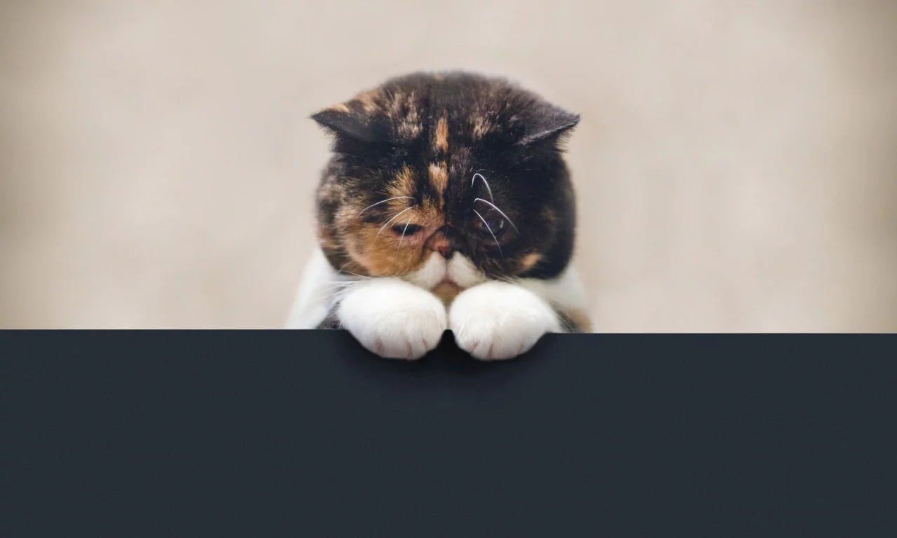 кошка, трехцветная, черепаховая