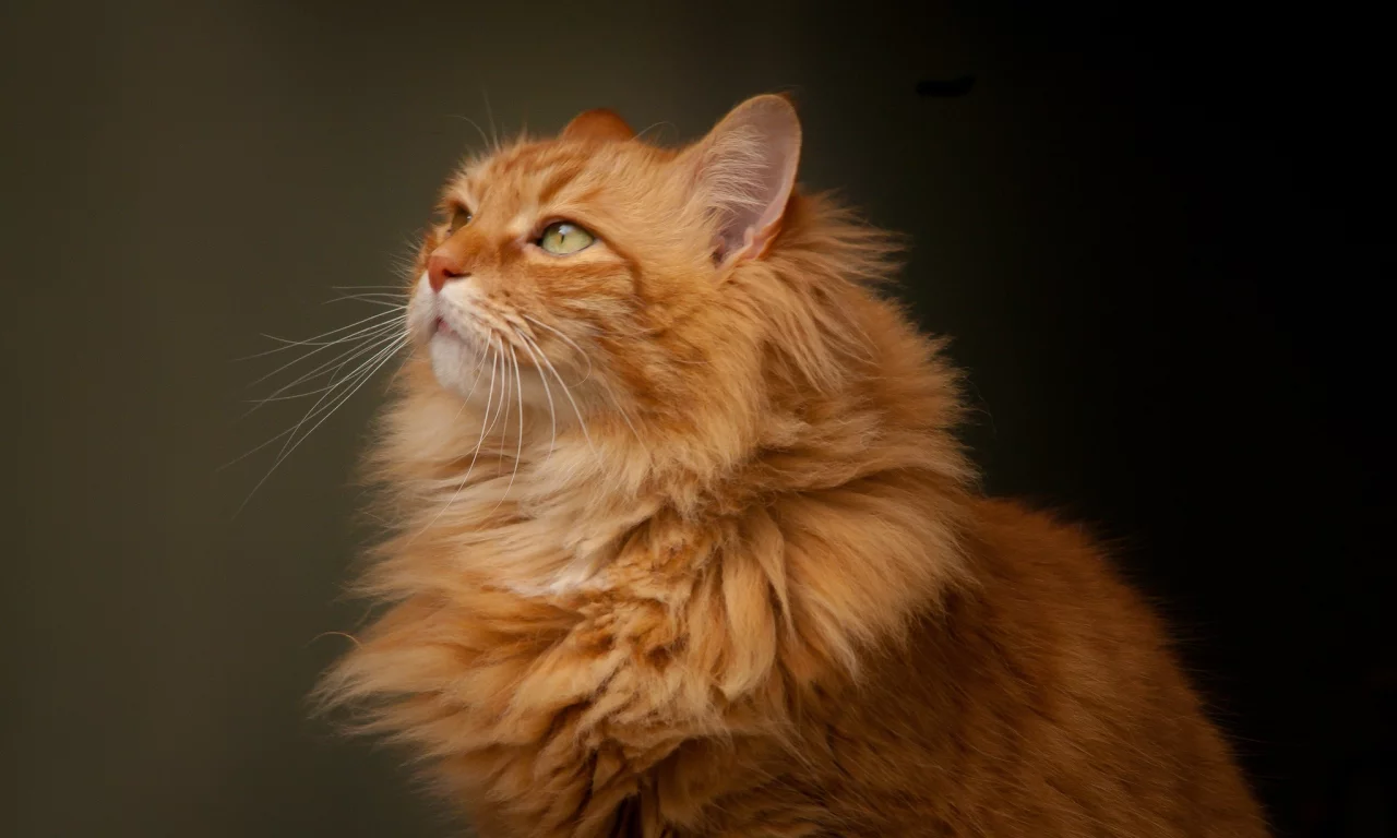 портрет, рыжий кот, взгляд, кошка