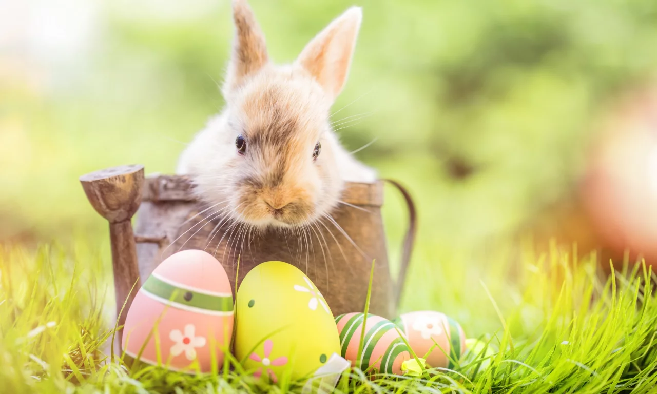 happy, кролик, яйца крашеные, flowers, spring, eggs, цветы