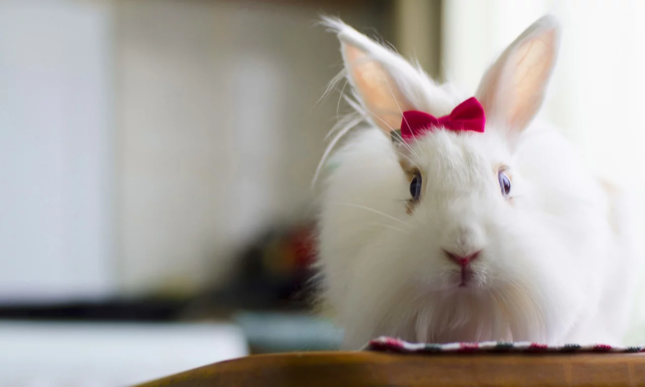 кролик, белый, rabbit, милый, bunny, красивая, пушистый, заец, бантик, fluffy