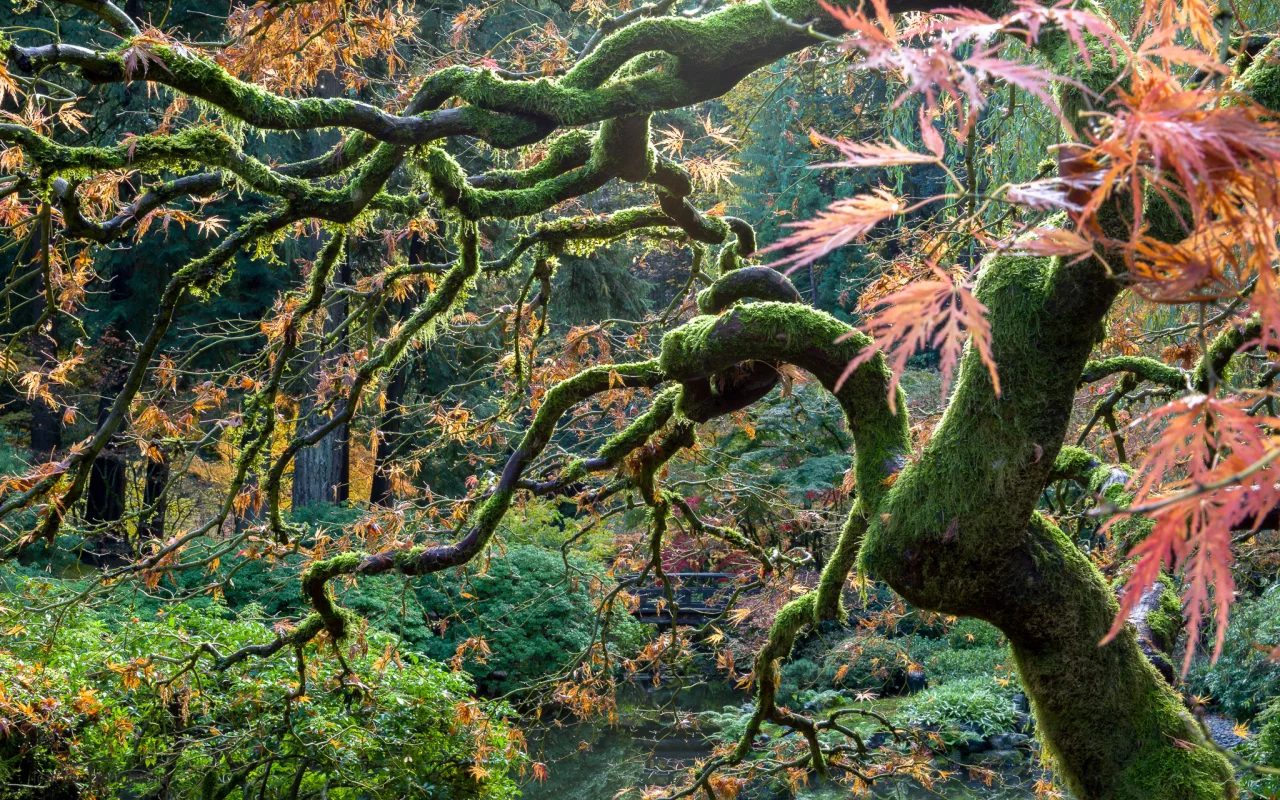 trees, color, nature