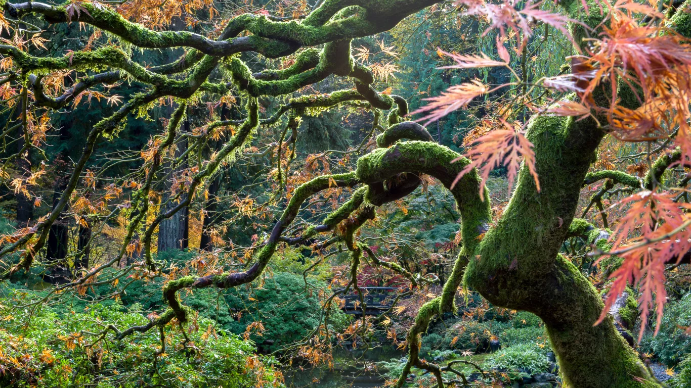 trees, color, nature