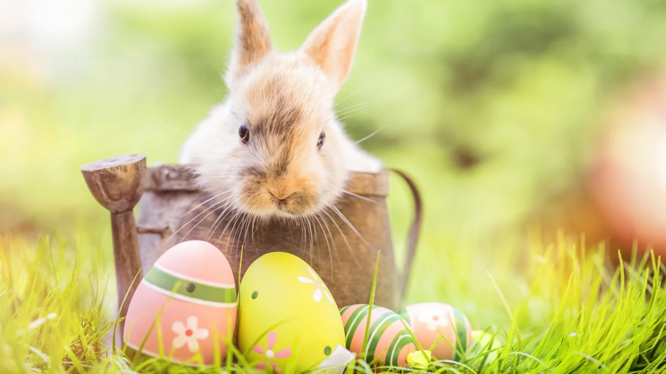 happy, кролик, яйца крашеные, flowers, spring, eggs, цветы