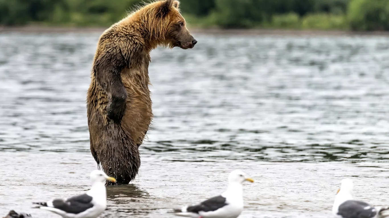 вода, мокрый, медведь