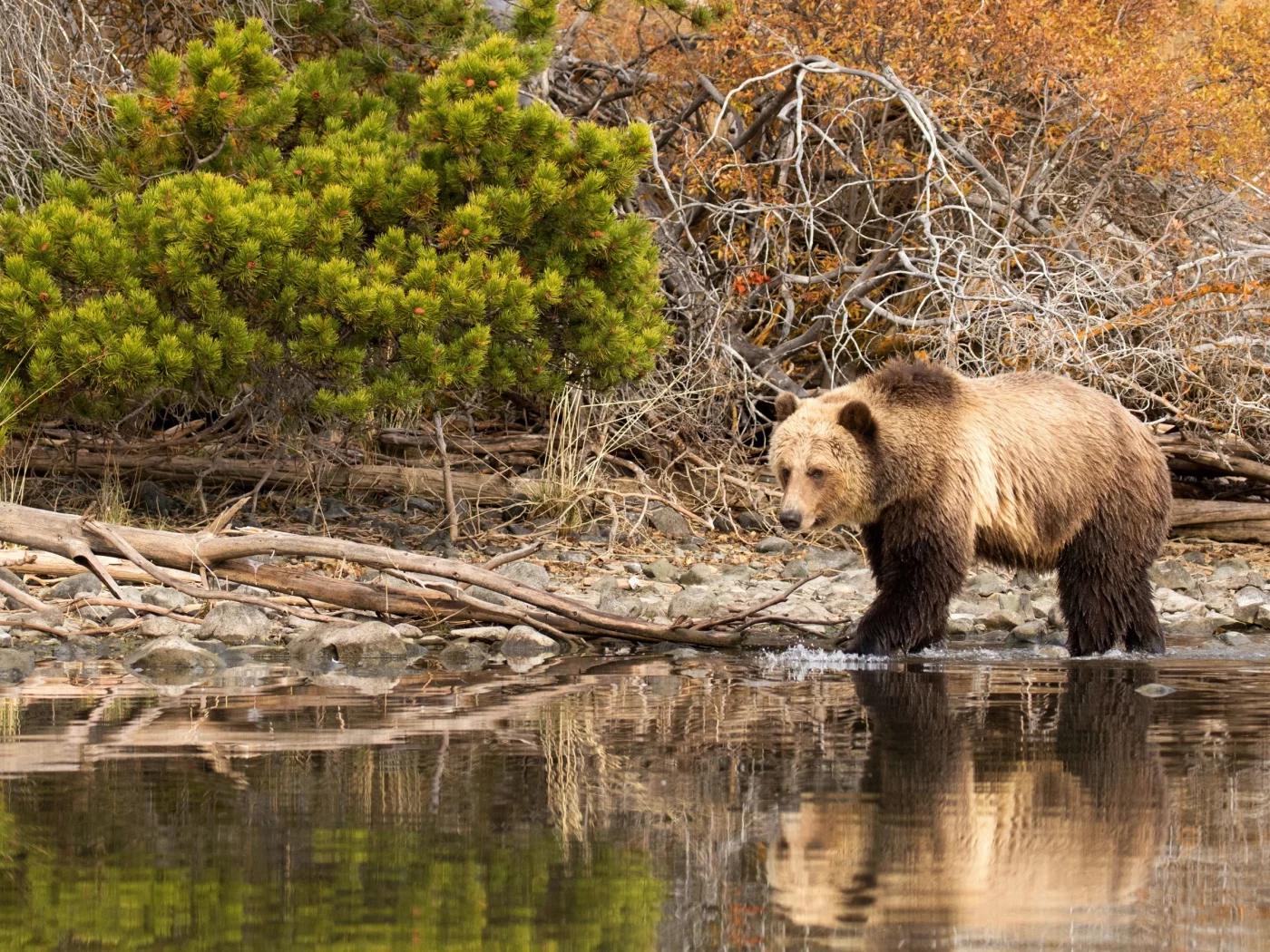 камни, бурый, кусты, природа, вода, медведь