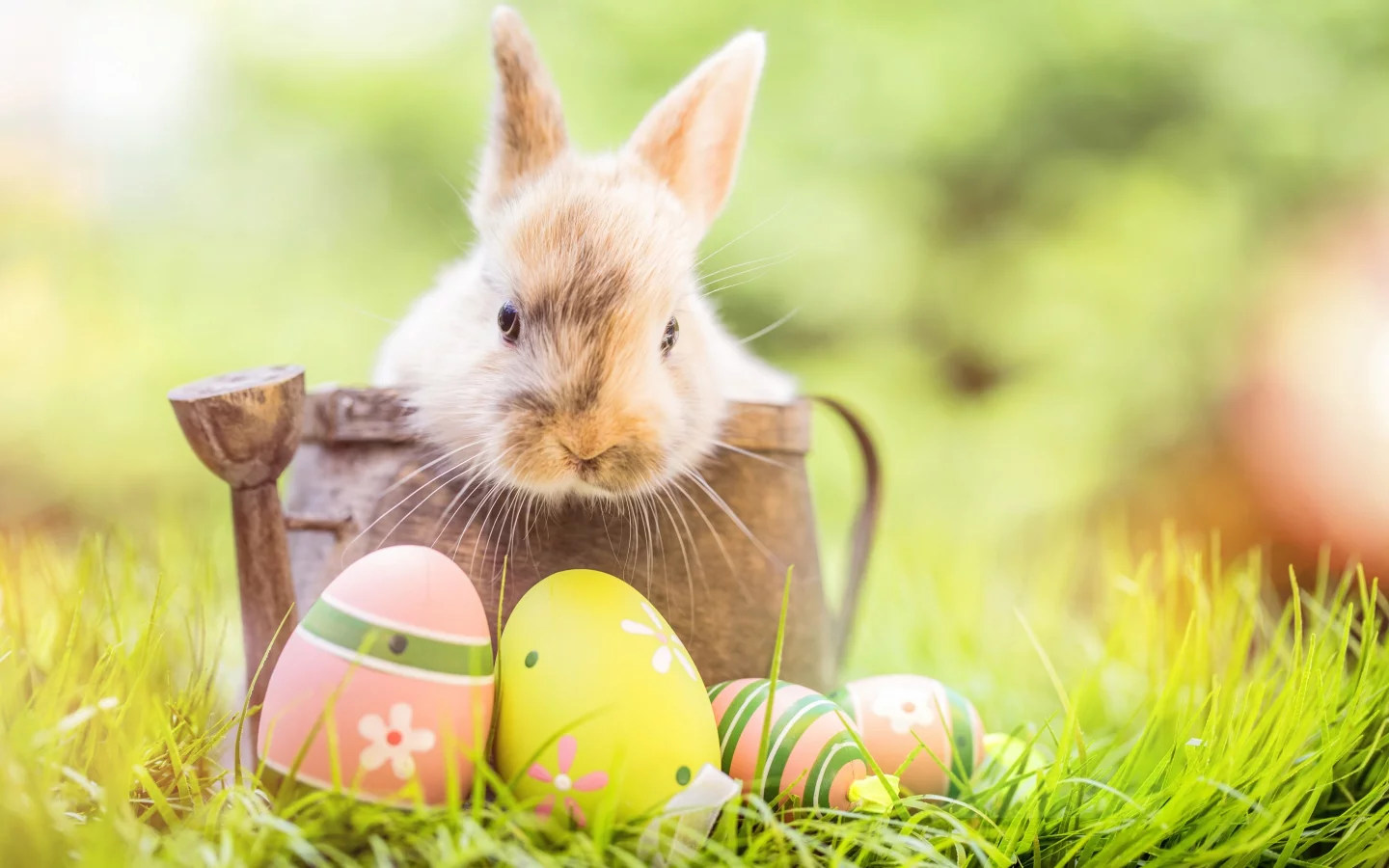 happy, кролик, яйца крашеные, flowers, spring, eggs, цветы