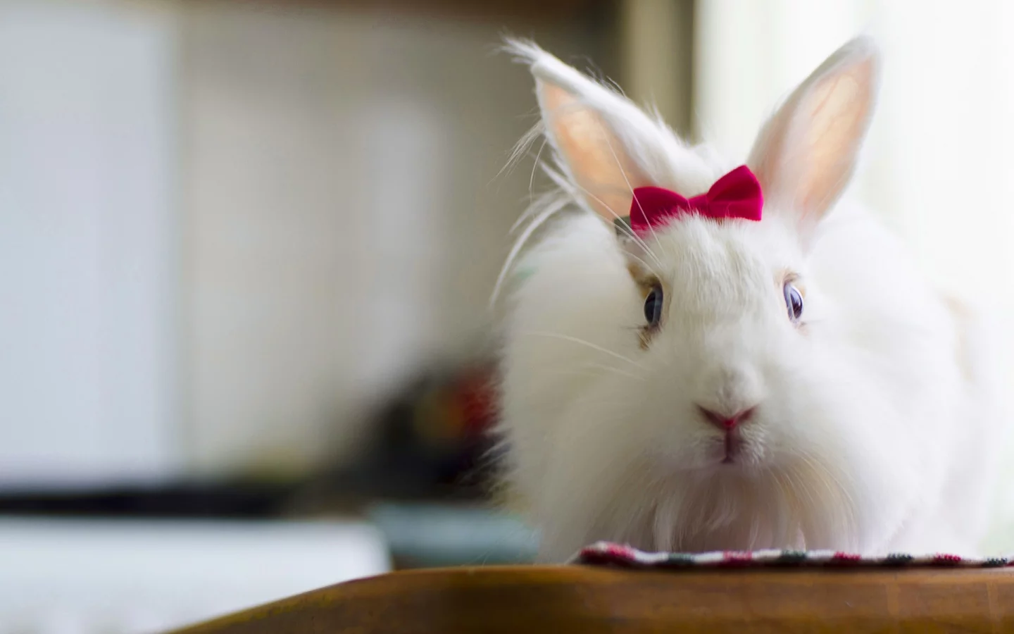 кролик, белый, rabbit, милый, bunny, красивая, пушистый, заец, бантик, fluffy