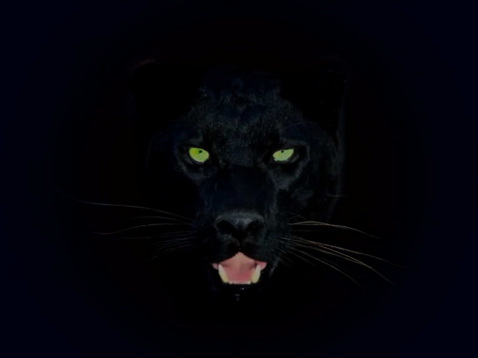 Черная пантера с зелеными глазами