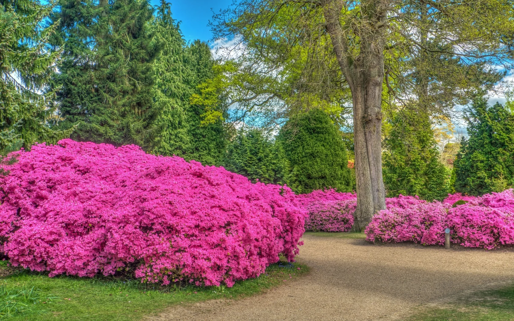 англия, деревья, дорога, парк, цветы, park