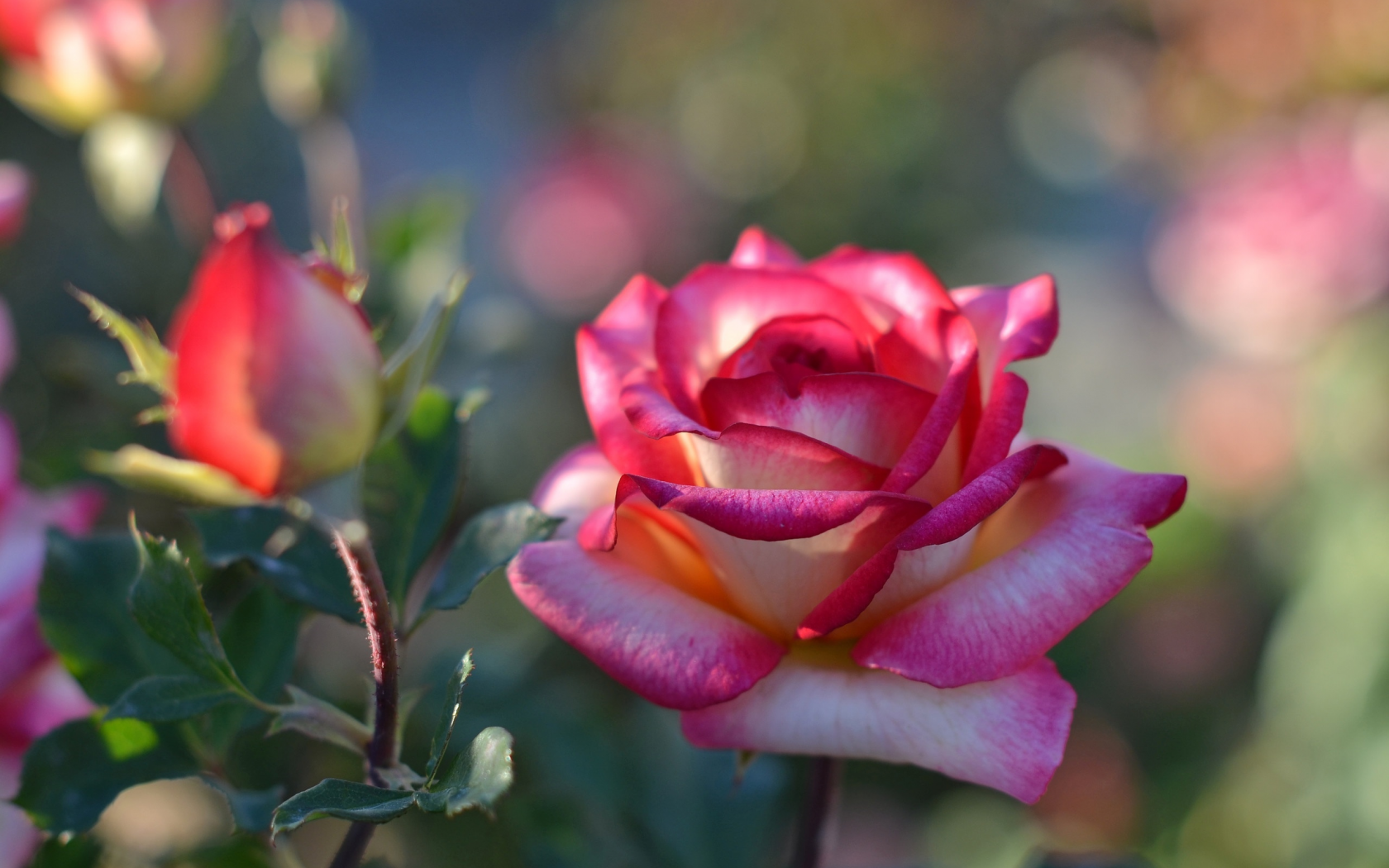 Сказочные цветы розы
