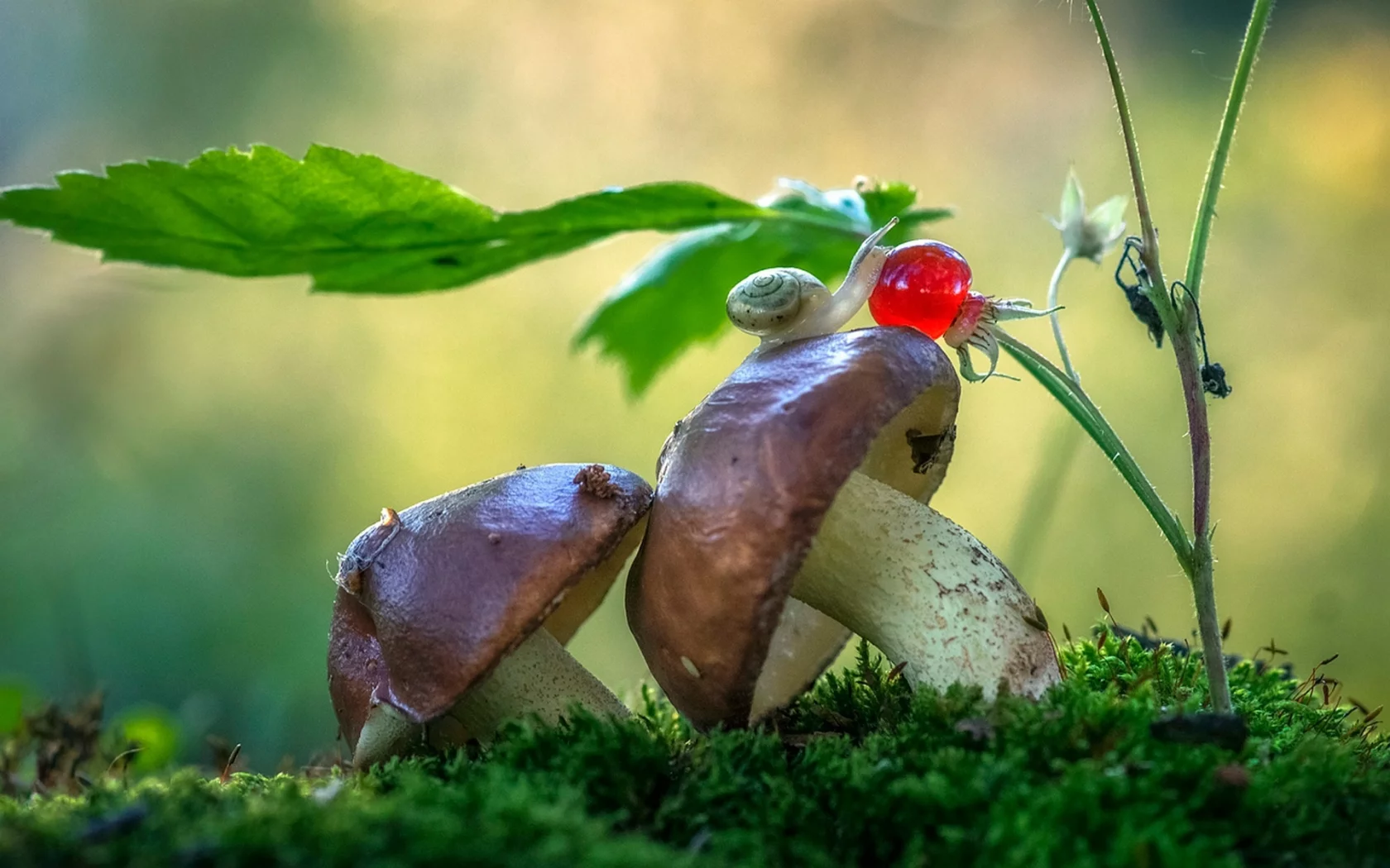 природа, улитка, мох, грибы, макро