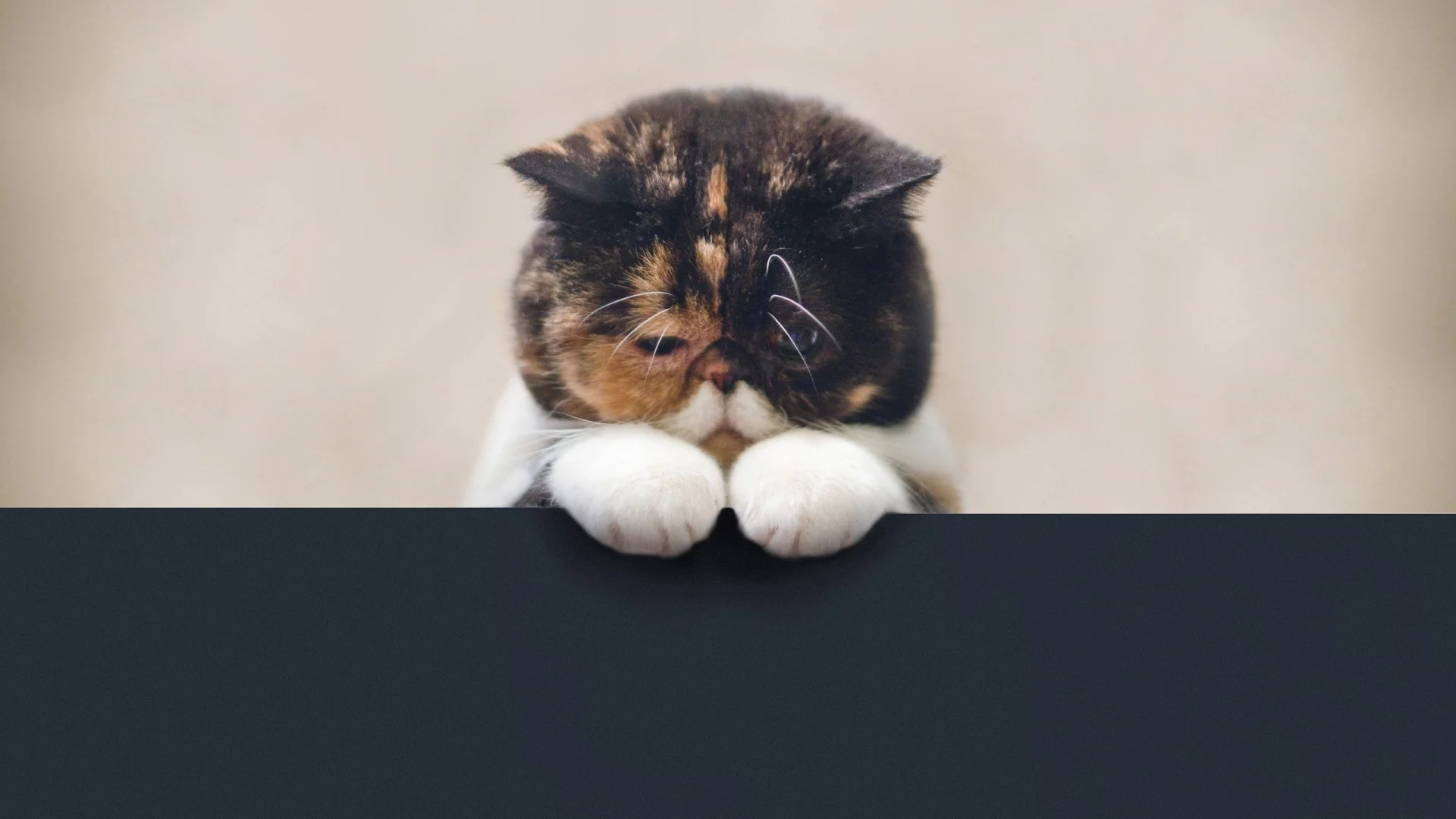 кошка, трехцветная, черепаховая