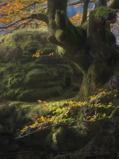 лес, дерево