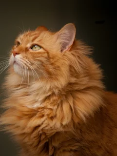 портрет, рыжий кот, взгляд, кошка