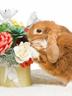 rabbit, happy, кролик, eggs, spring, flowers, цветы