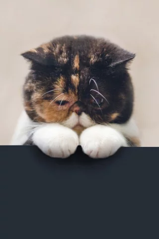 кошка, трехцветная, черепаховая