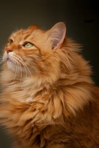 портрет, рыжий кот, взгляд, кошка
