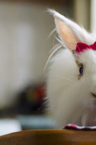 кролик, белый, rabbit, милый, bunny, красивая, пушистый, заец, бантик, fluffy