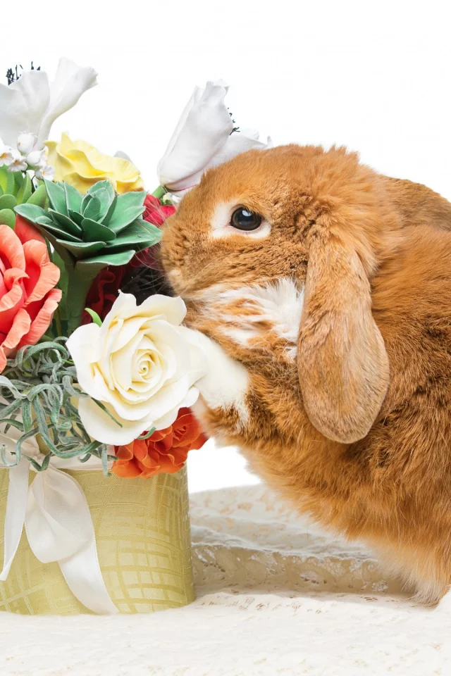 rabbit, happy, кролик, eggs, spring, flowers, цветы