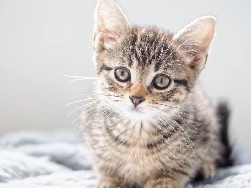 кошка, взгляд, котёнок