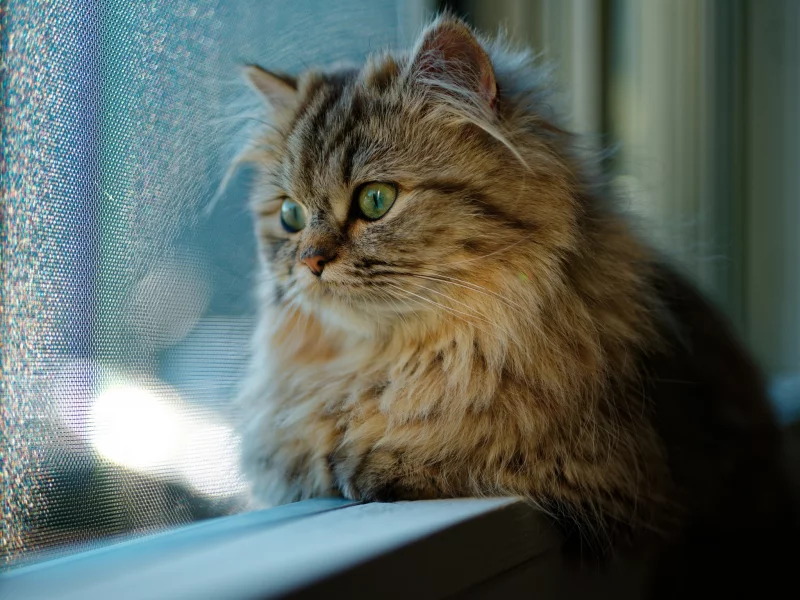 кот, окно, взгляд, кошка
