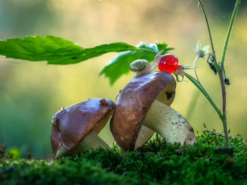 природа, улитка, мох, грибы, макро