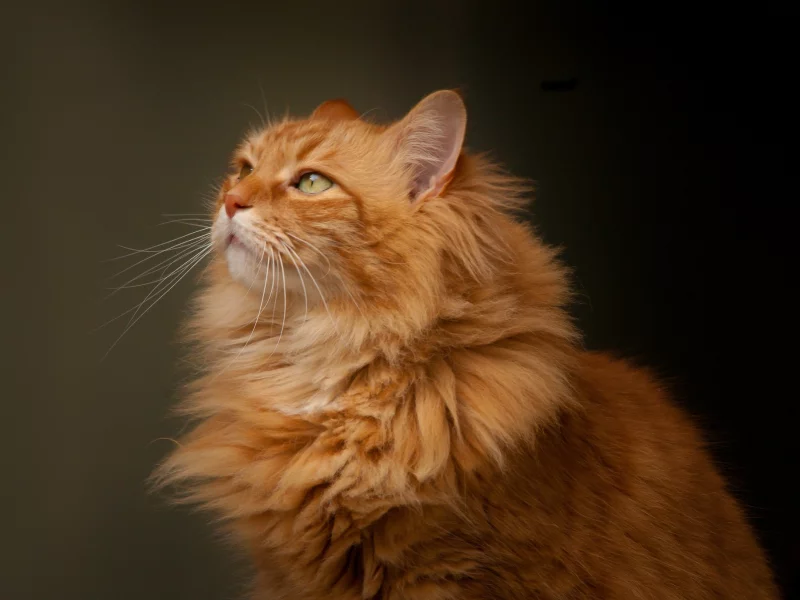 портрет, рыжий кот, взгляд, кошка