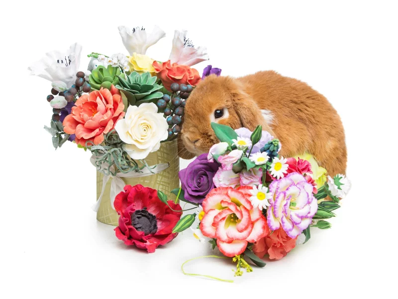 rabbit, happy, кролик, eggs, spring, flowers, цветы