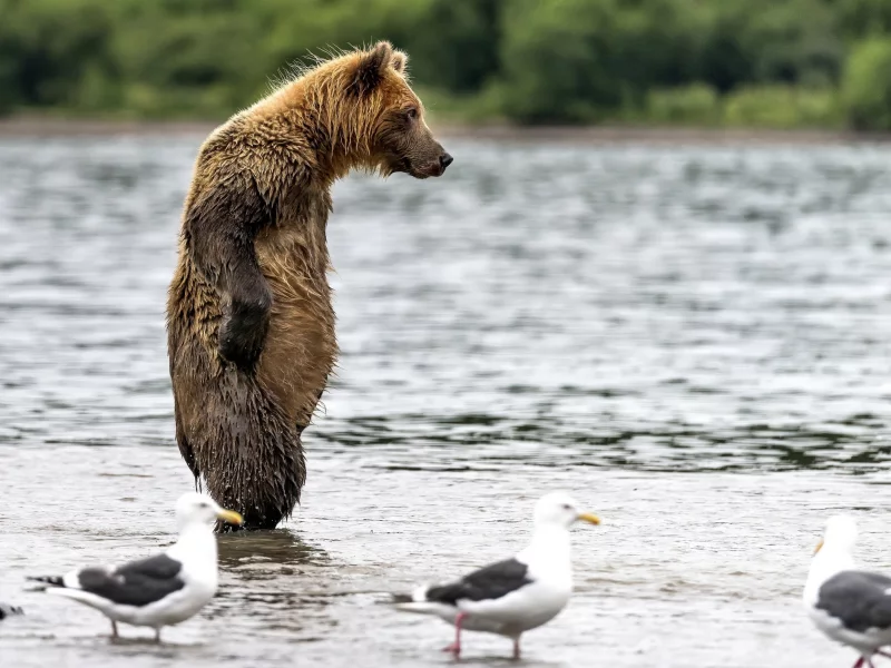 вода, мокрый, медведь