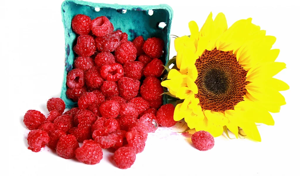 ягоды, малина, подсолнух, raspberry, sunflowers