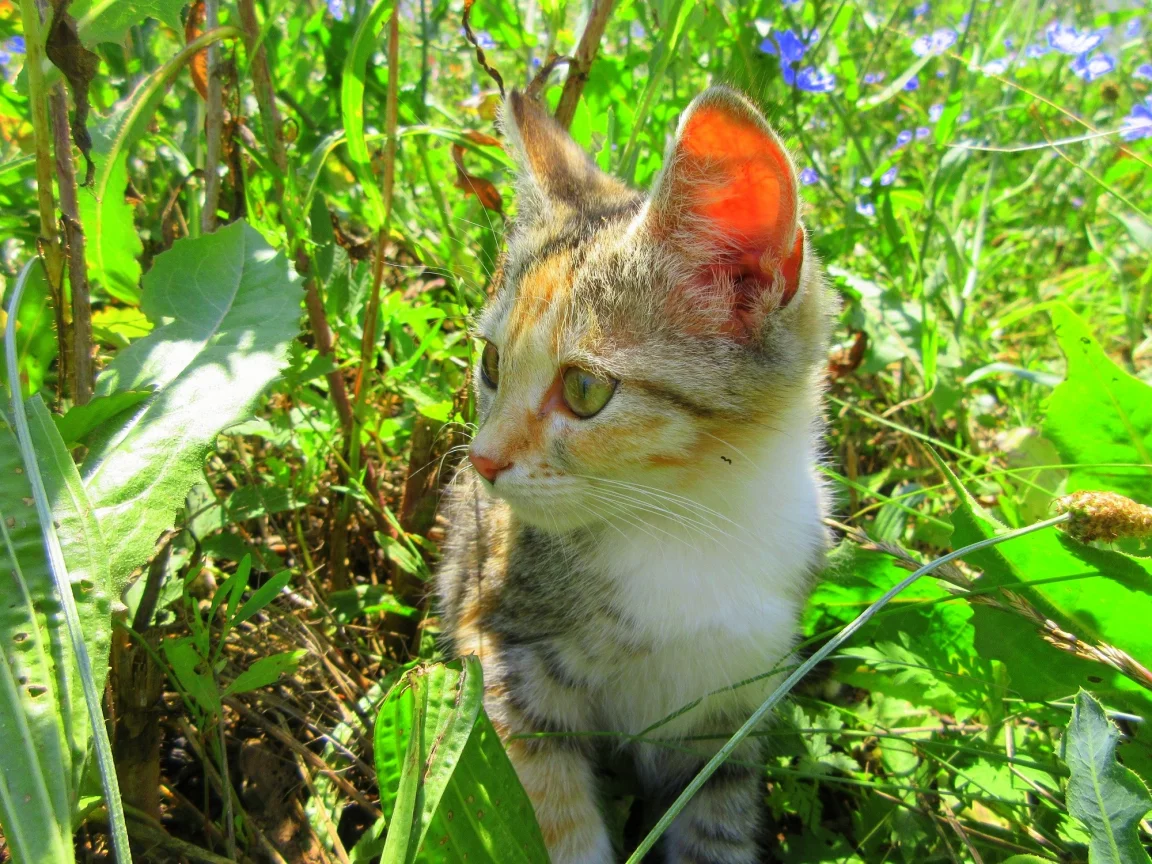 кошка, трава