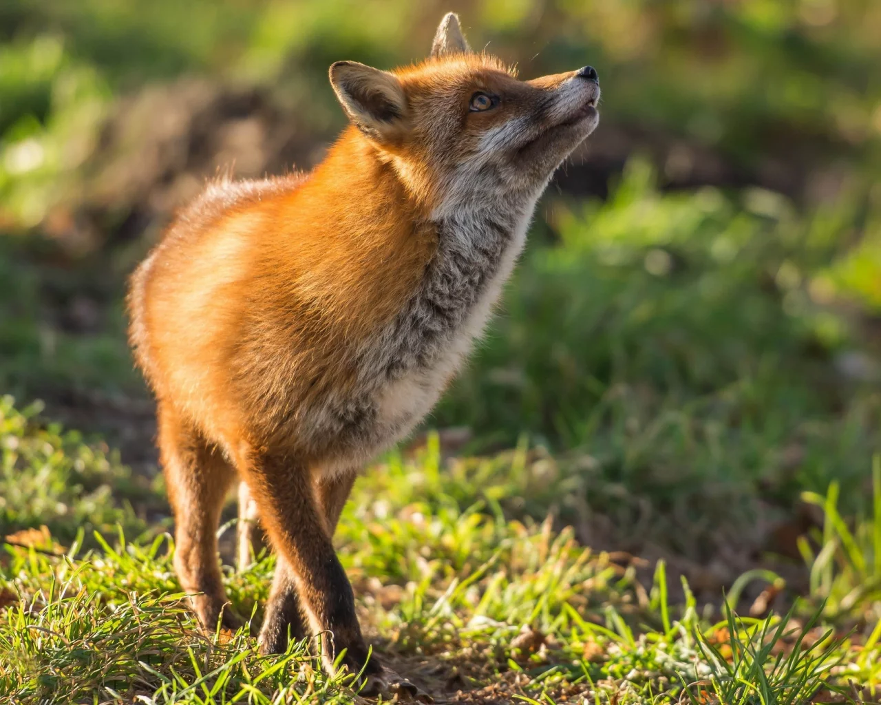 лиса, рыжая, red fox, плутовка
