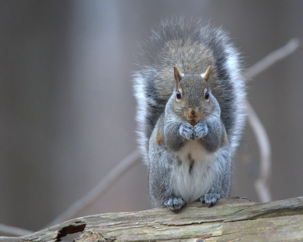 белка, грызун, squirrel