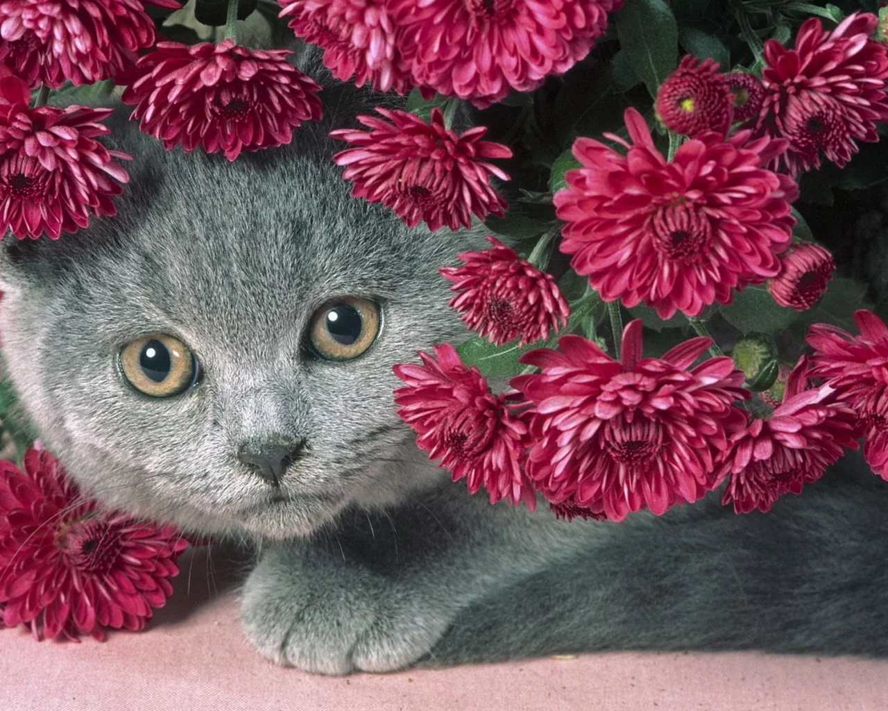 кот, цветы, серый, красивый, пухлый котик, сереневые