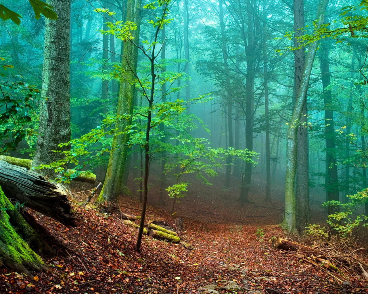лес, туман, fog, forest, path, moss, fallen, green, nature, landscapes, trees, forest, trail, woods, leaves, fence, sunrise, see, dark, summer, wide