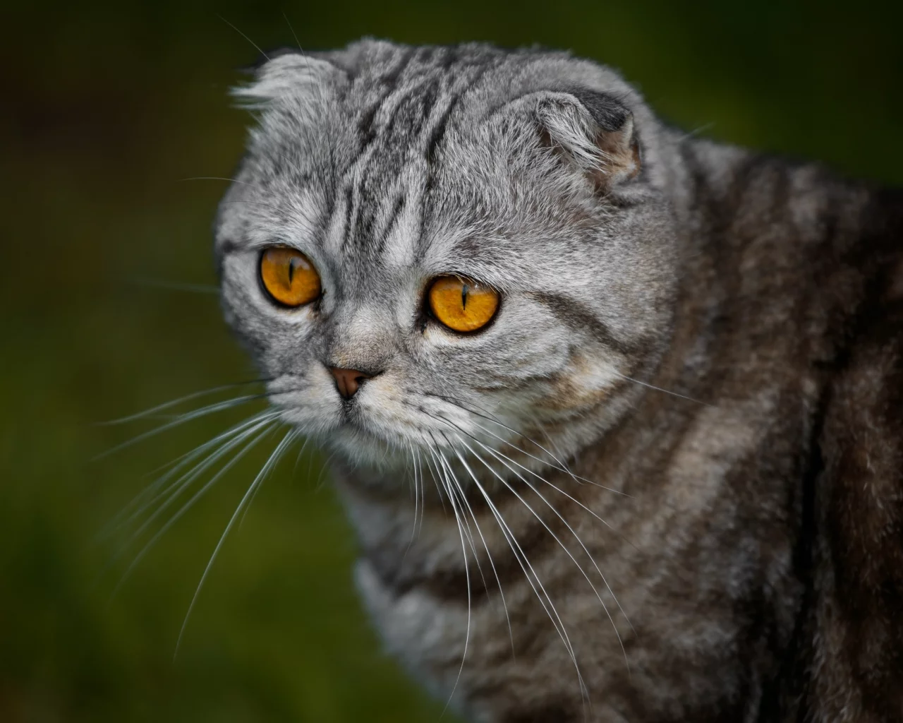 кошка, взгляд, портрет, мордочка