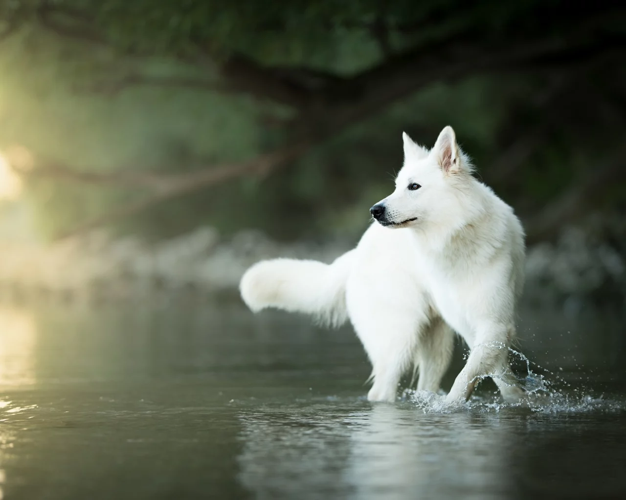 вода, собака, боке